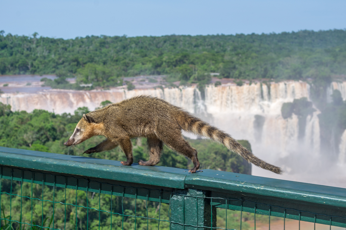 14 razones para poner las increíbles caídas de Iguazu en su lista de deseos - 11