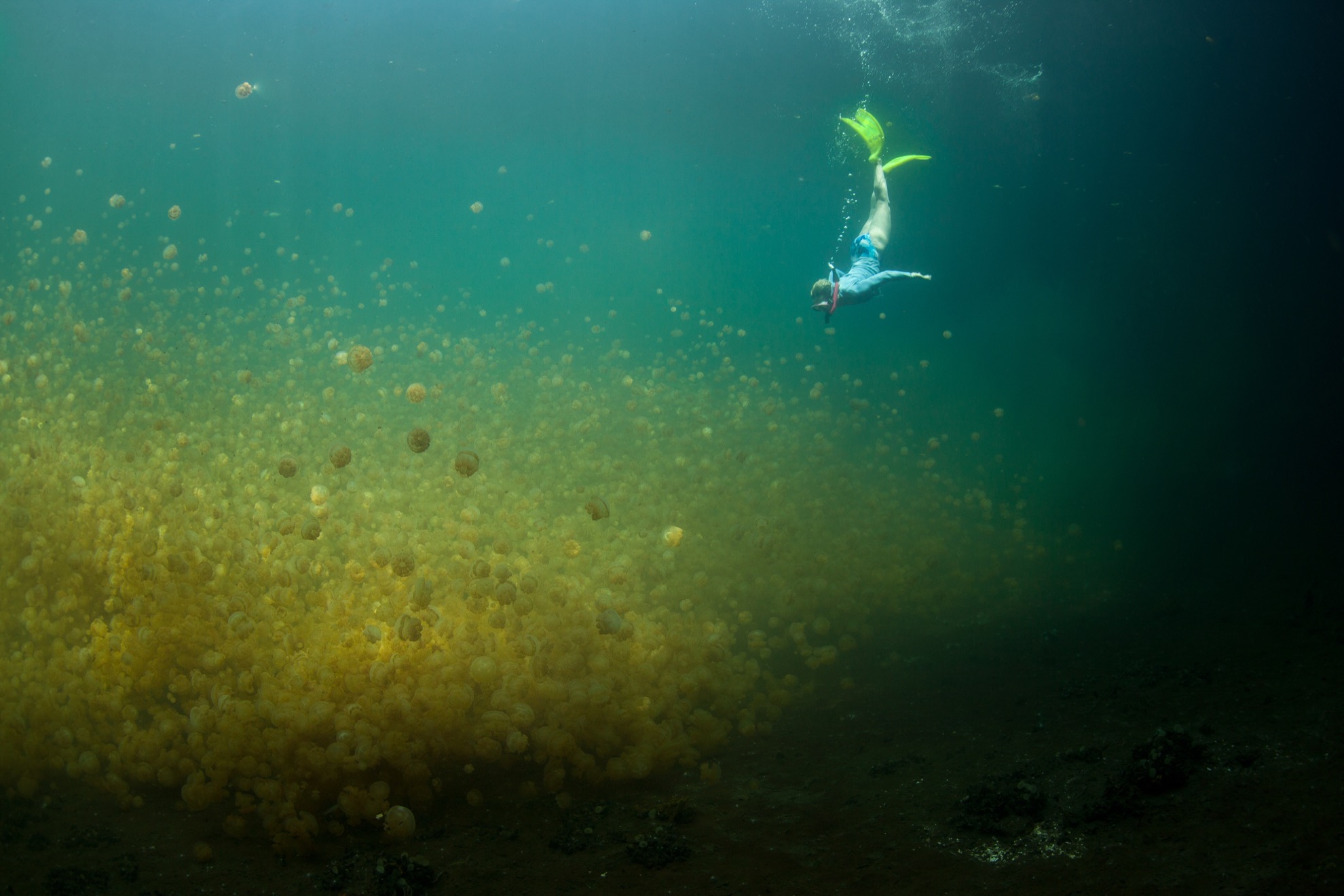 Cómo nadar con miles de medusas doradas en Palau, Micronesia - 7