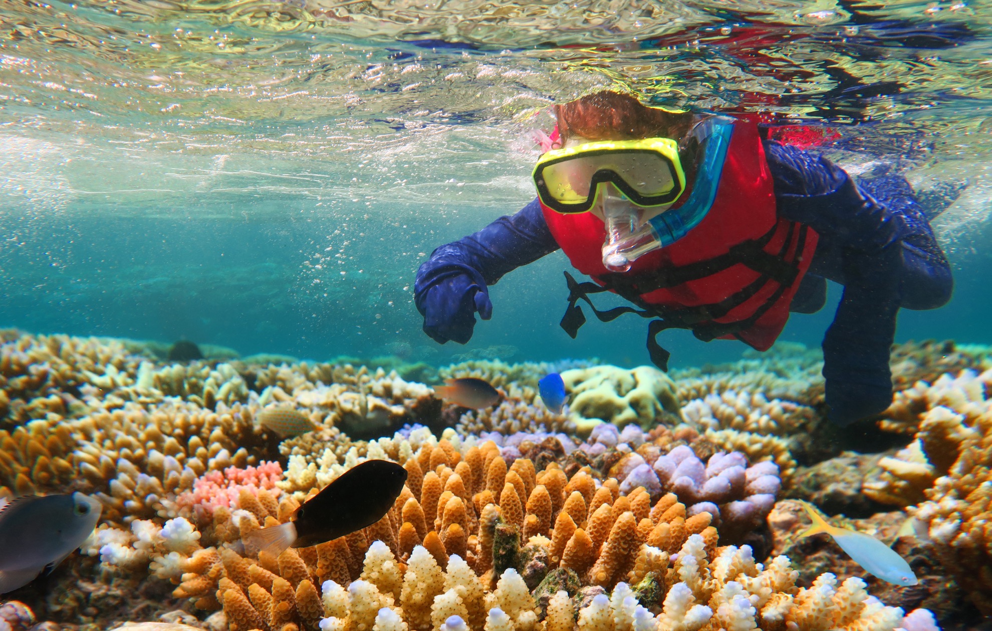 Gran Barrera de arrecife vs. Belice Barrier Reef: 6 diferencias clave para saber - 13