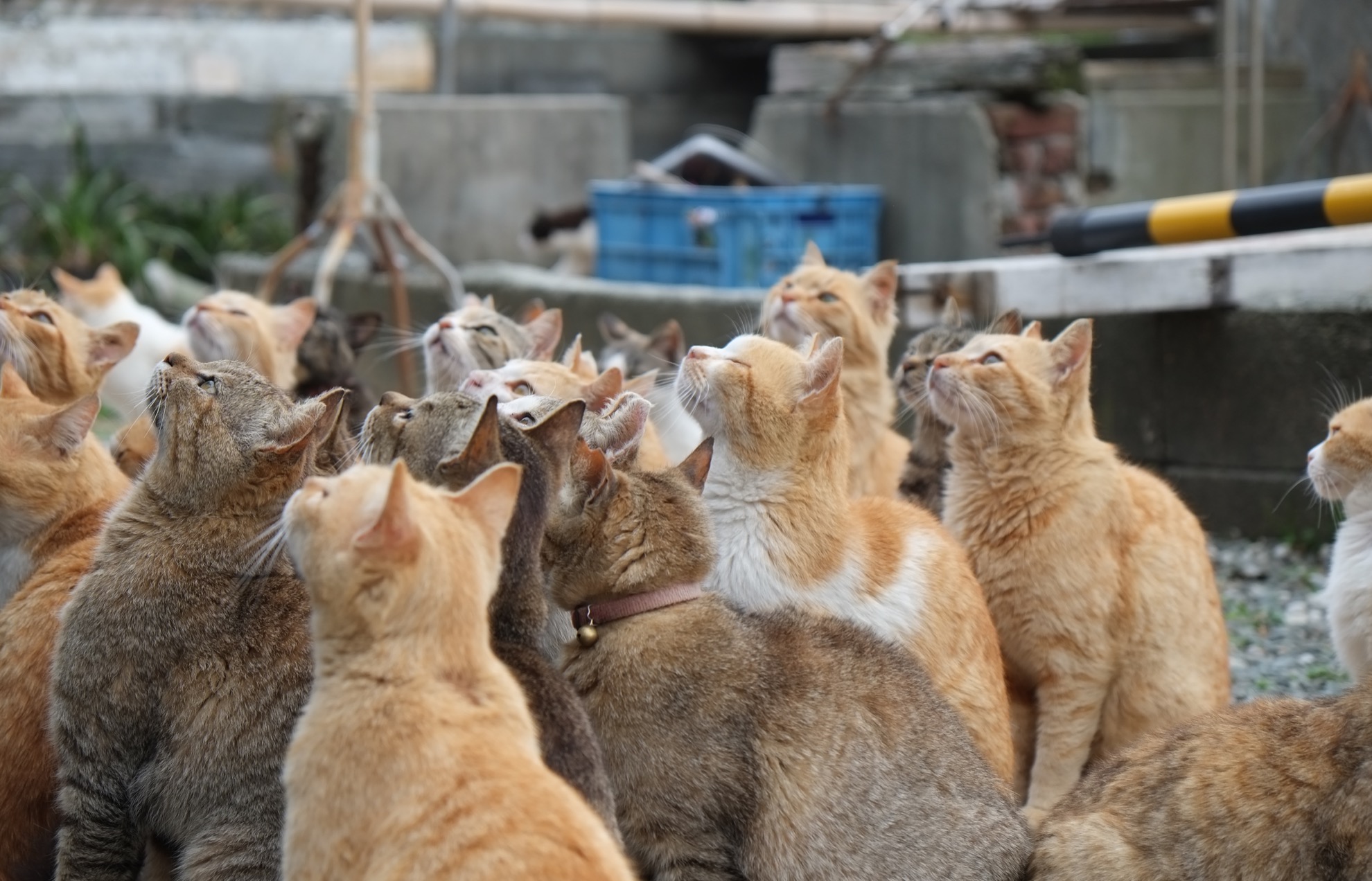 Conoce a Cat Island de Japón: un paraíso para el ronroneo para los amantes de los gatos - 7