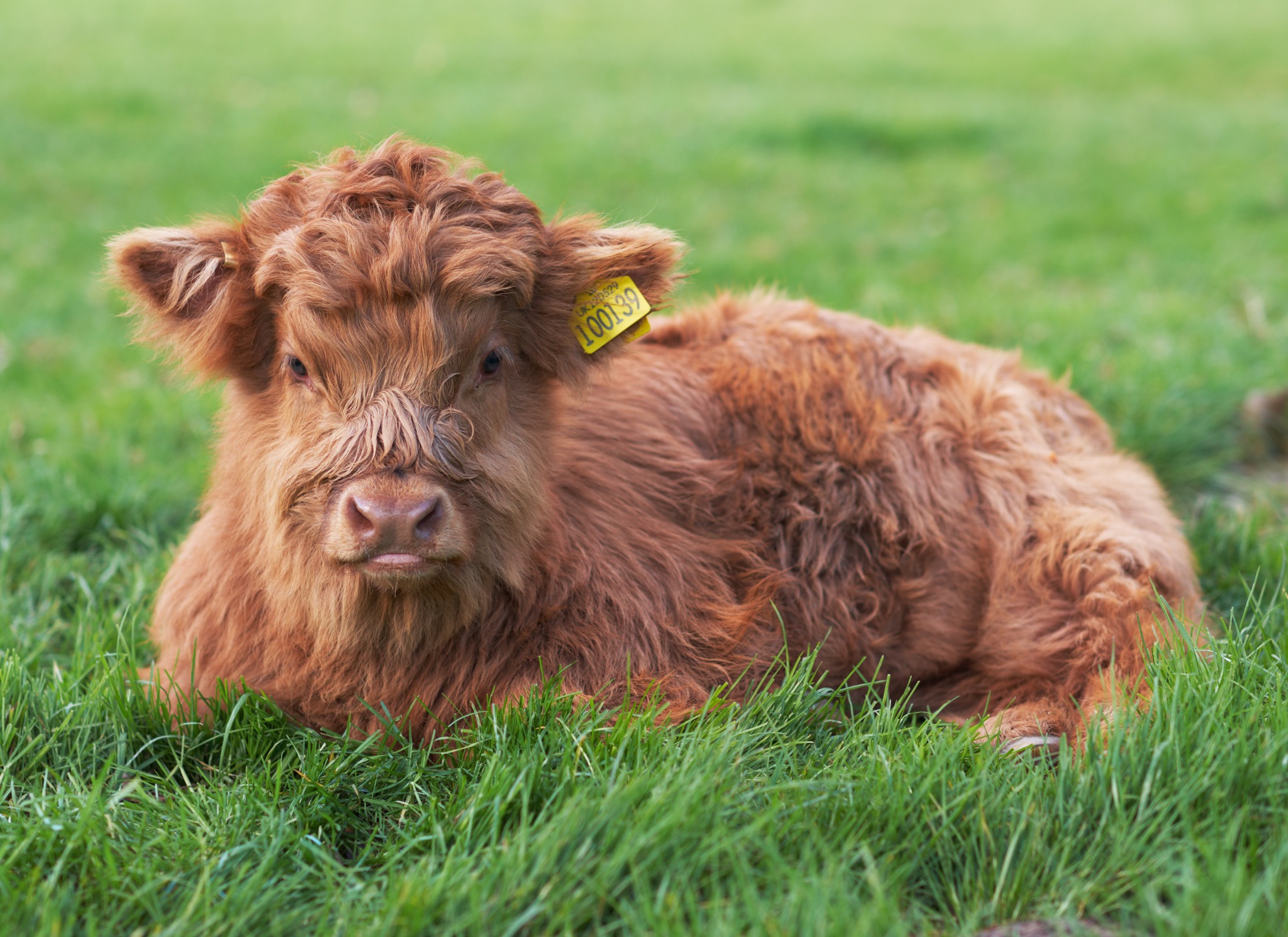 Conoce al ganado Highland, las majestuosas vacas y toros de Escocia - 9