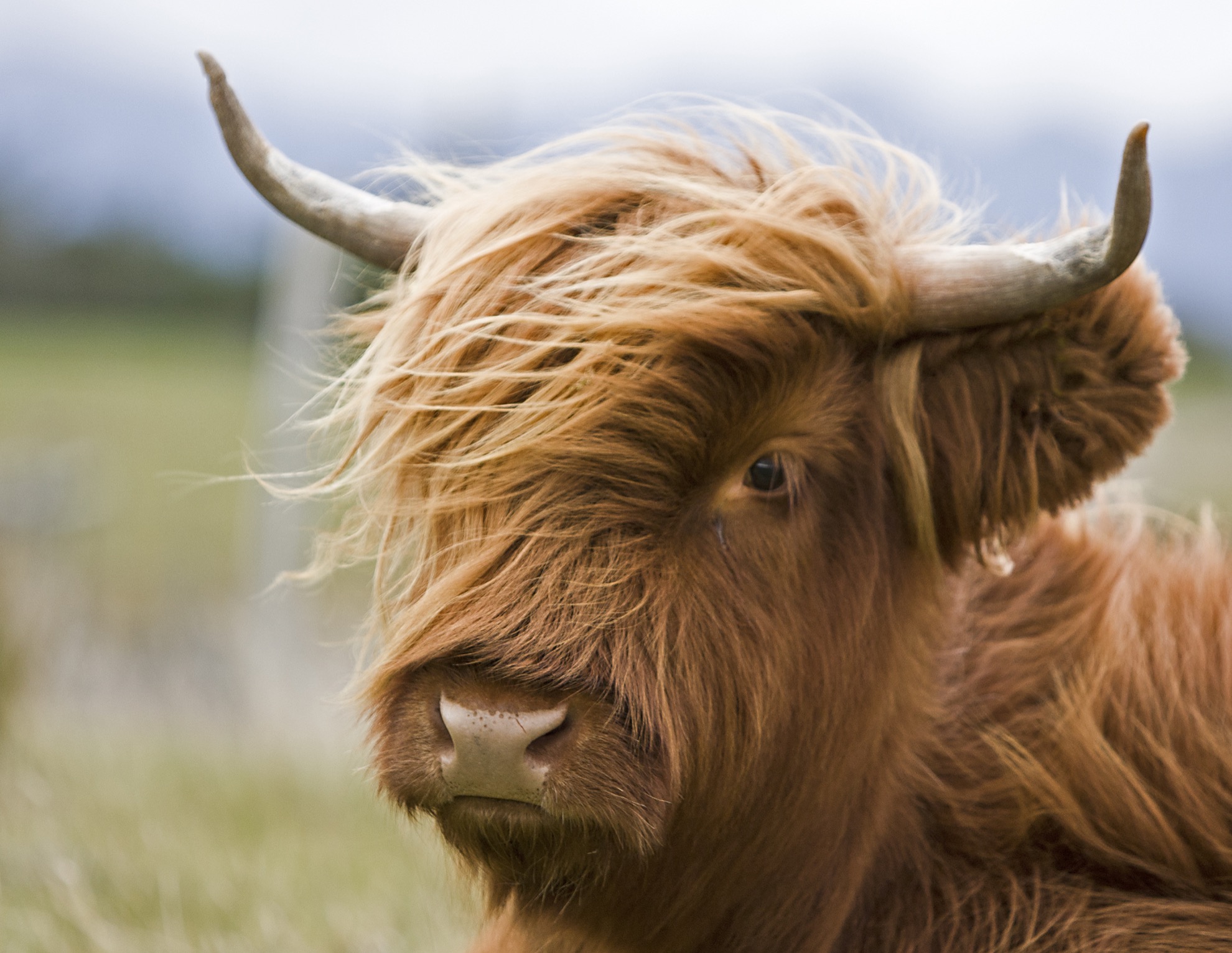 Conoce al ganado Highland, las majestuosas vacas y toros de Escocia - 19