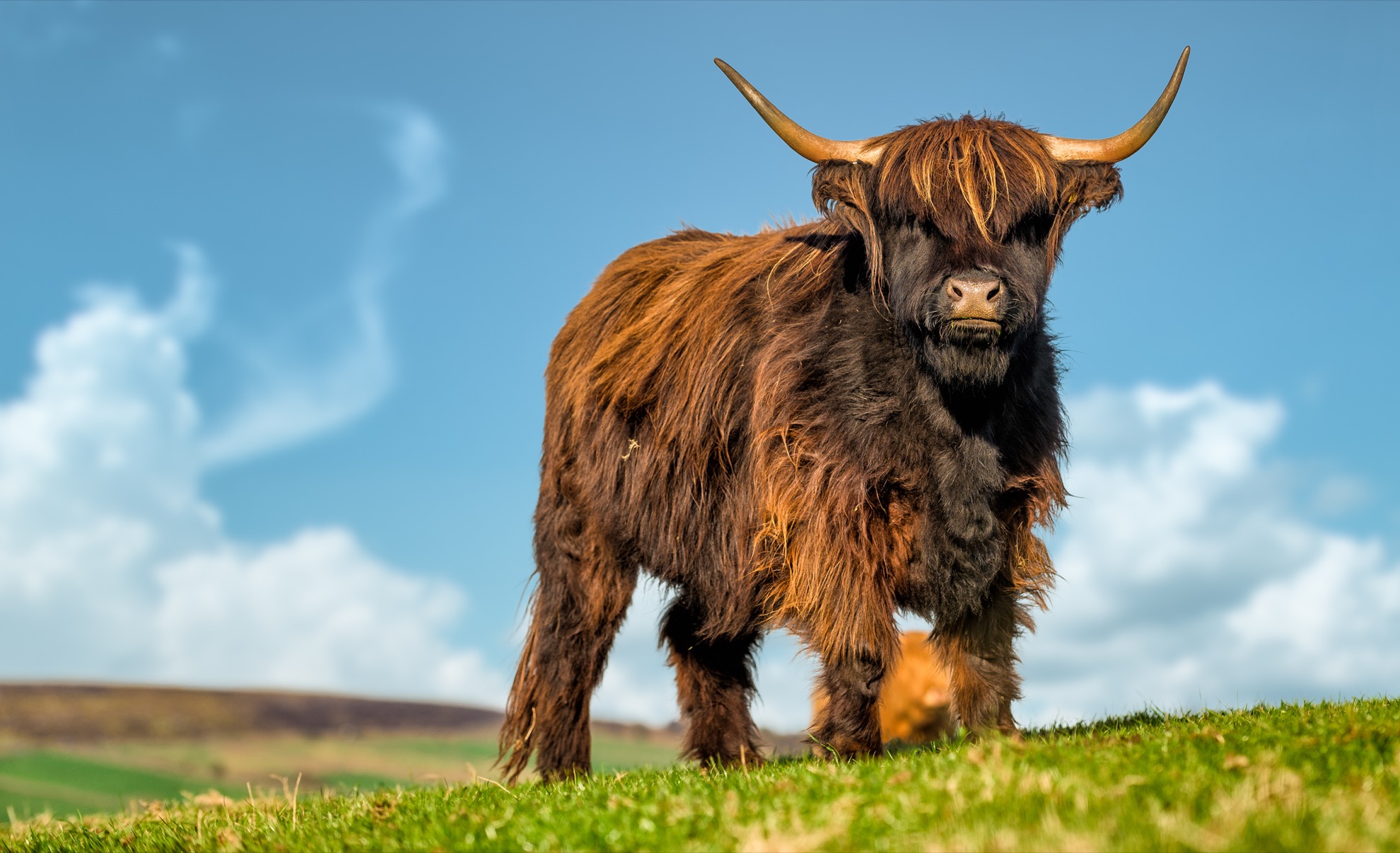 Conoce al ganado Highland, las majestuosas vacas y toros de Escocia - 17