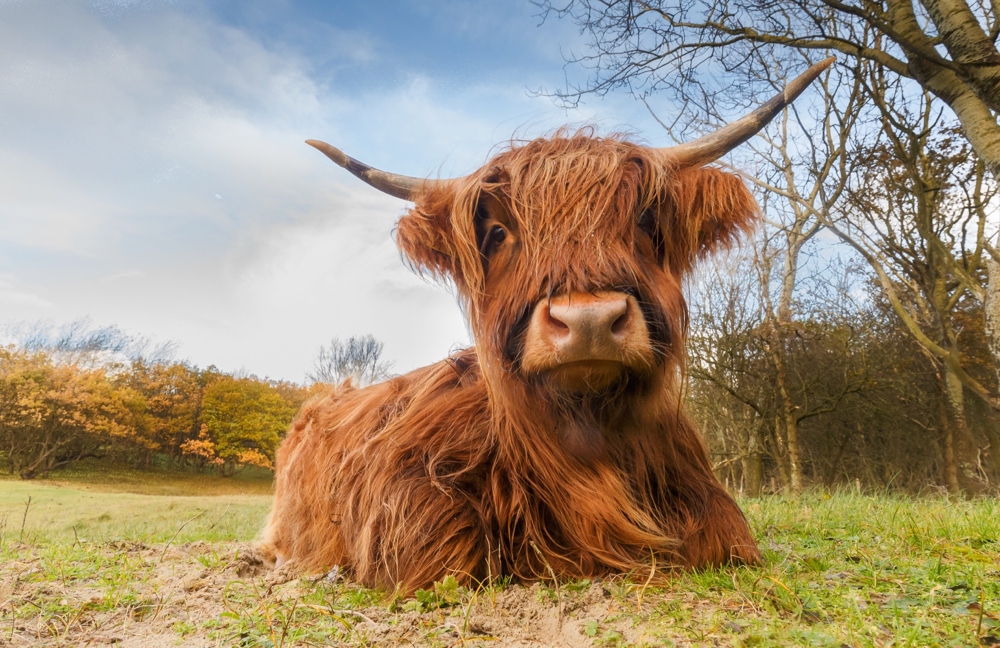 Conoce al ganado Highland, las majestuosas vacas y toros de Escocia - 15