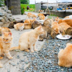 Conoce a Cat Island de Japón: un paraíso para el ronroneo para los amantes de los gatos
