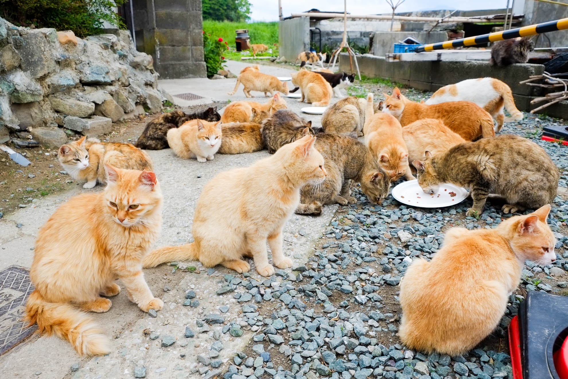 Conoce a Cat Island de Japón: un paraíso para el ronroneo para los amantes de los gatos - 235