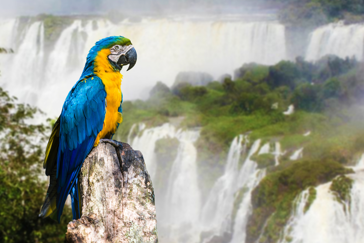 14 razones para poner las increíbles caídas de Iguazu en su lista de deseos - 9