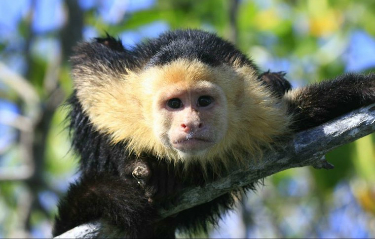 8 consejos para explorar el Parque Nacional Manuel Antonio, la joya de la corona de Costa Rica - 11