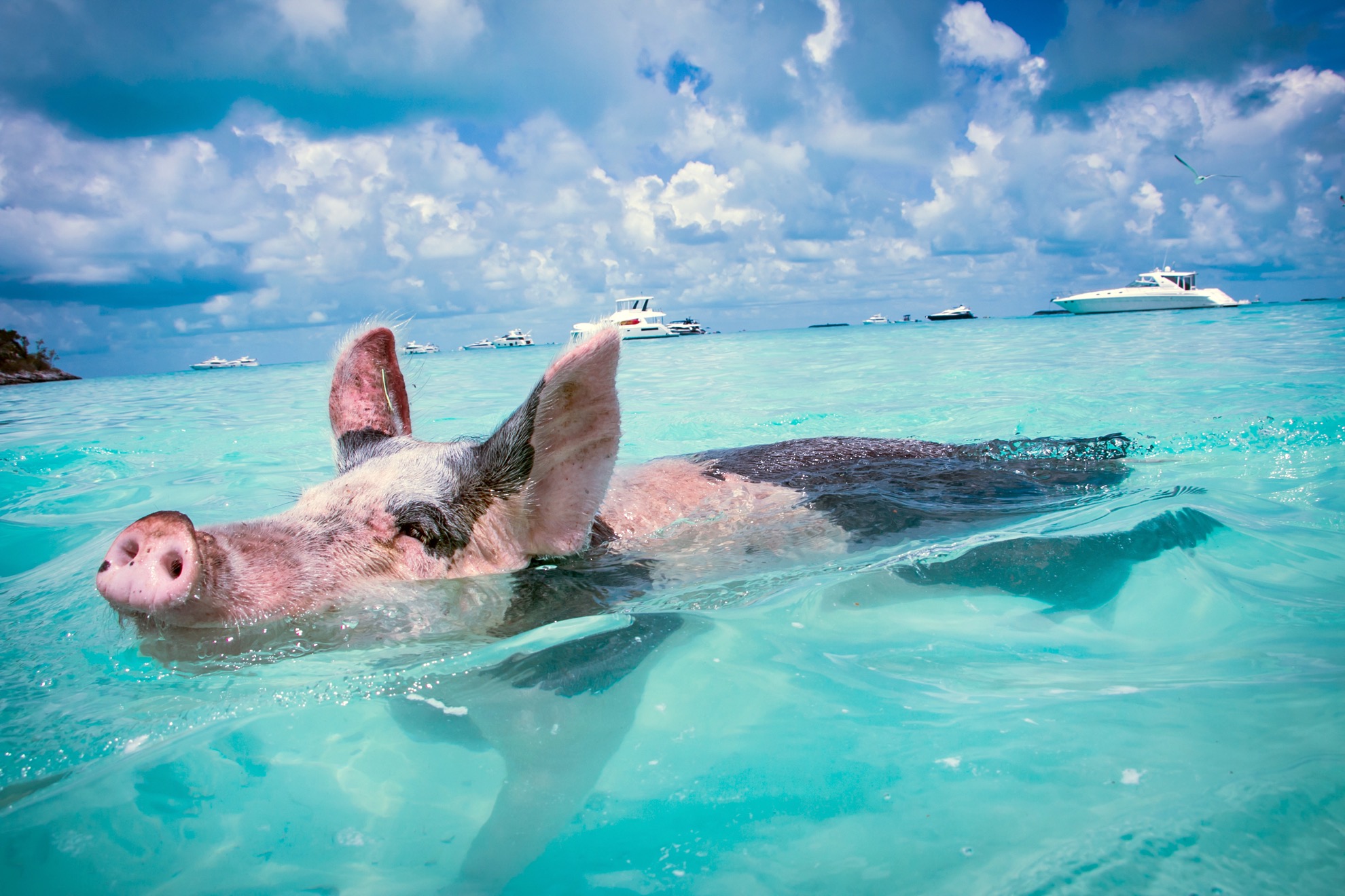 Nadando con cerdos en las Bahamas: lo que necesitas saber - 7