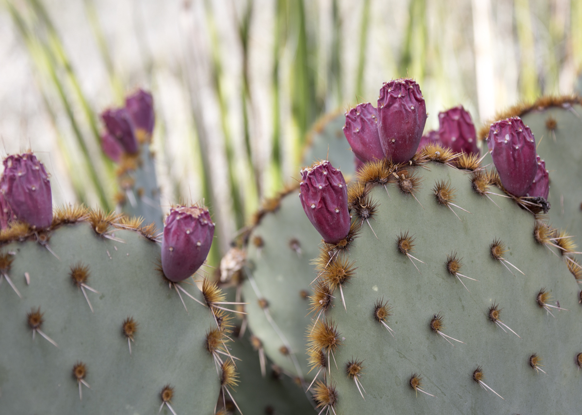11 consejos para visitar el jardín botánico del desierto - 19