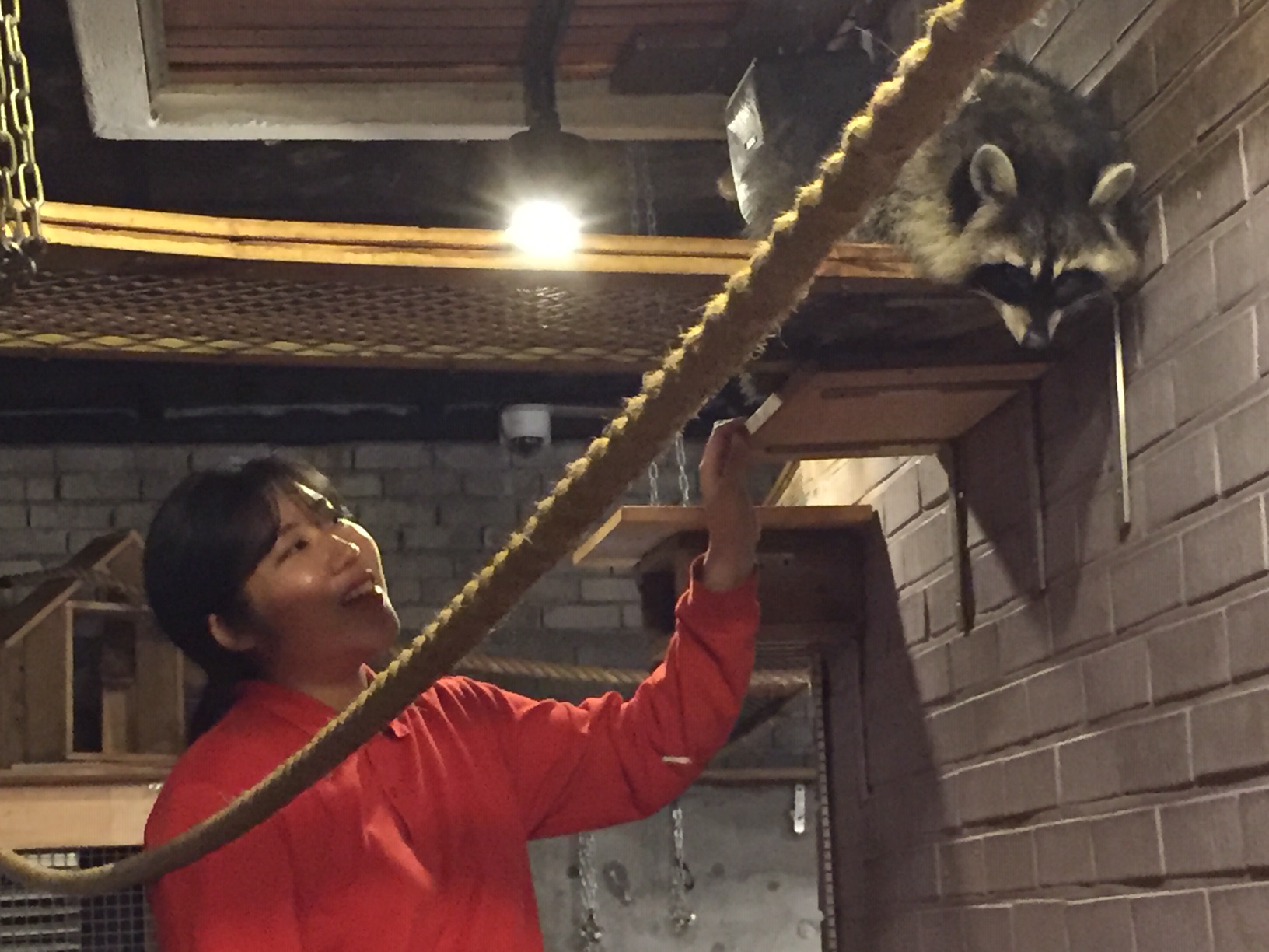 Ovejas, mapaches y suricatas: cafés de animales únicos en Seúl - 17