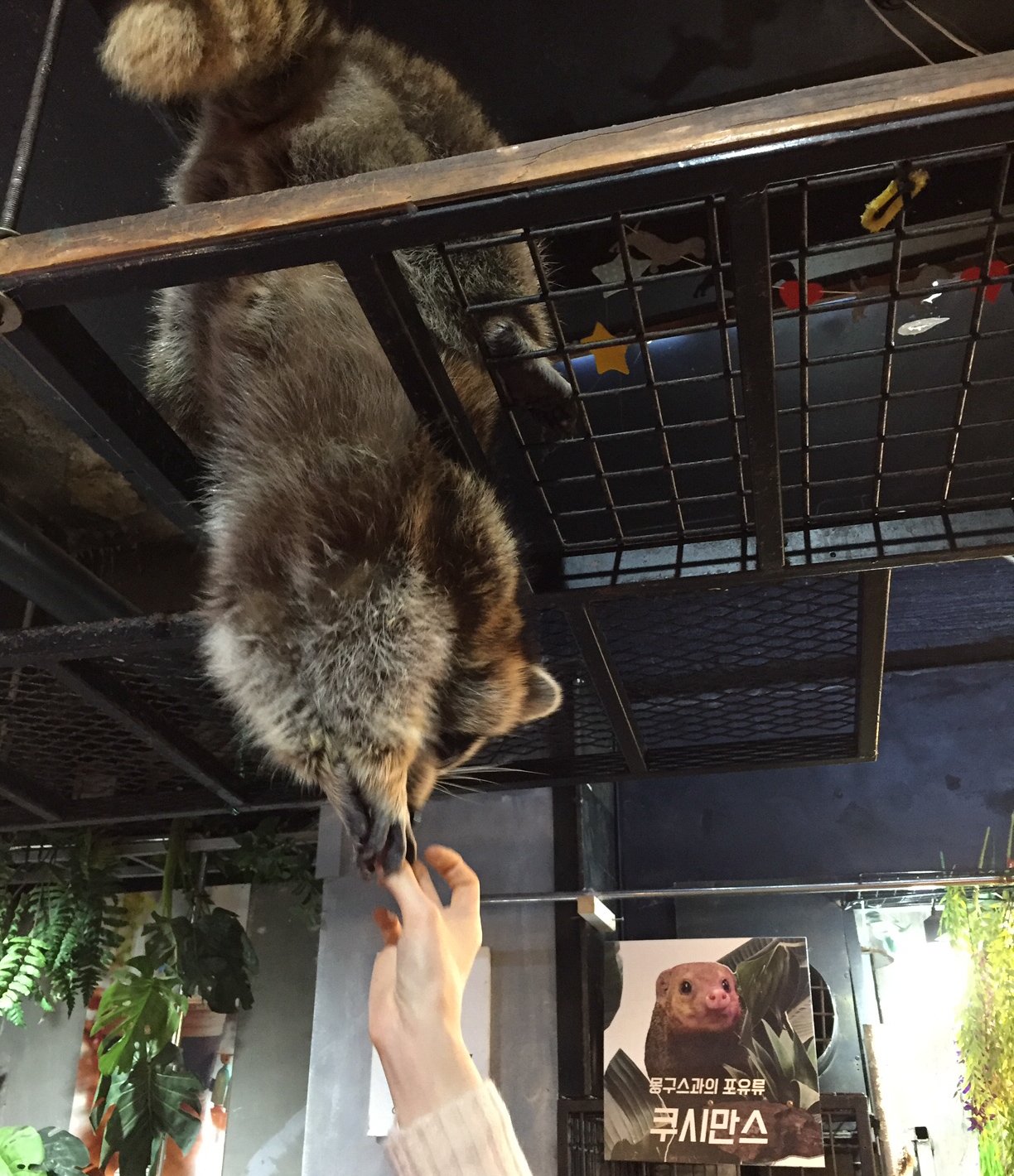 Ovejas, mapaches y suricatas: cafés de animales únicos en Seúl - 19