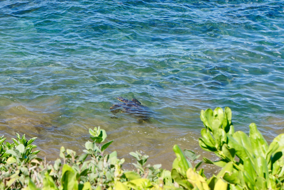 Las mejores cosas que hacer a lo largo de la lujosa playa de Wailea de Maui - 7
