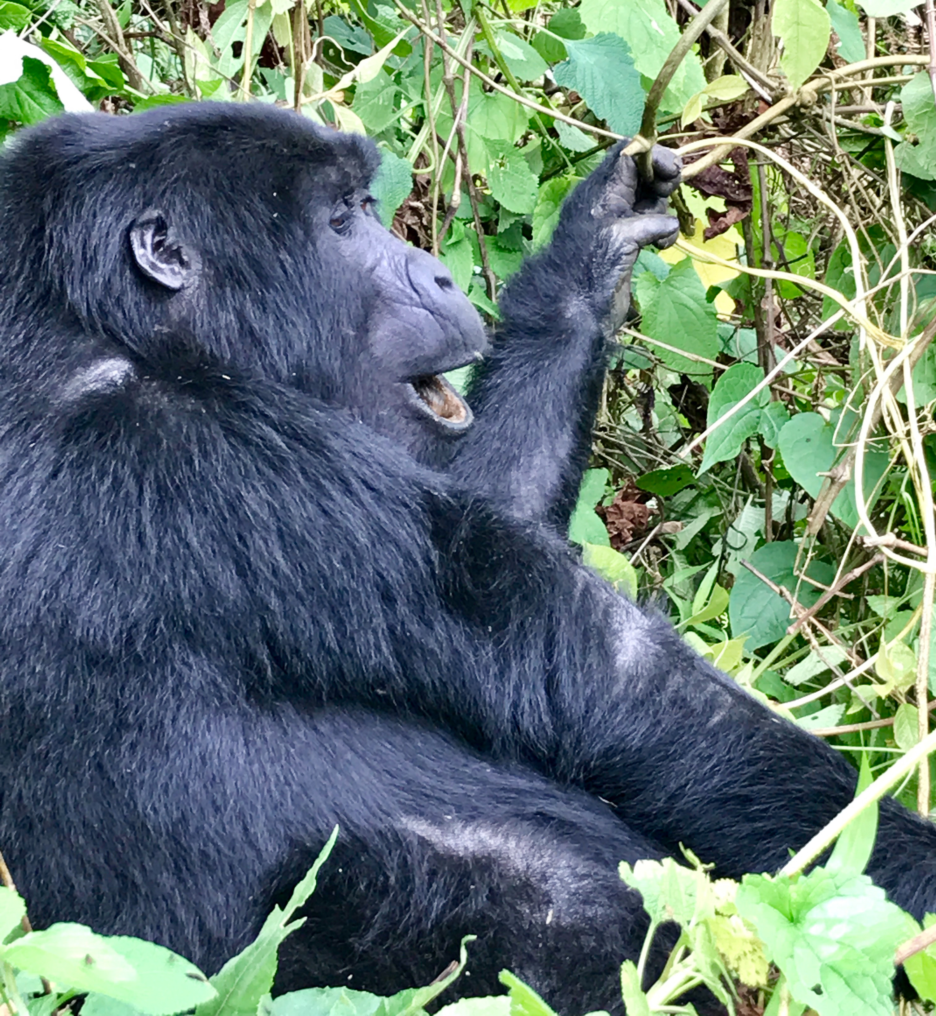 Finalmente fui a caminar por gorila en Uganda y valió la pena la espera - 7