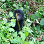 Finalmente fui a caminar por gorila en Uganda y valió la pena la espera