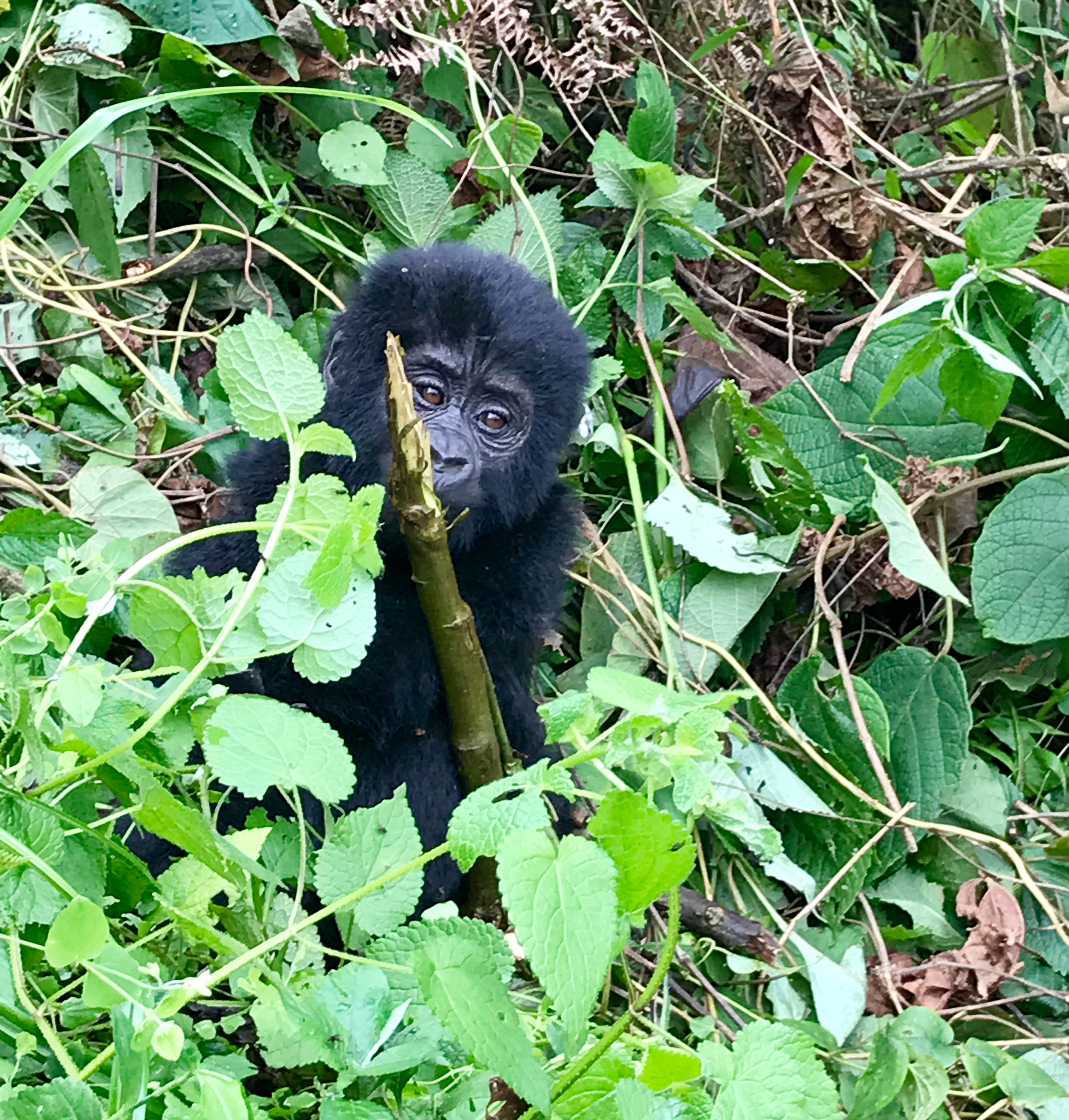 Finalmente fui a caminar por gorila en Uganda y valió la pena la espera - 435