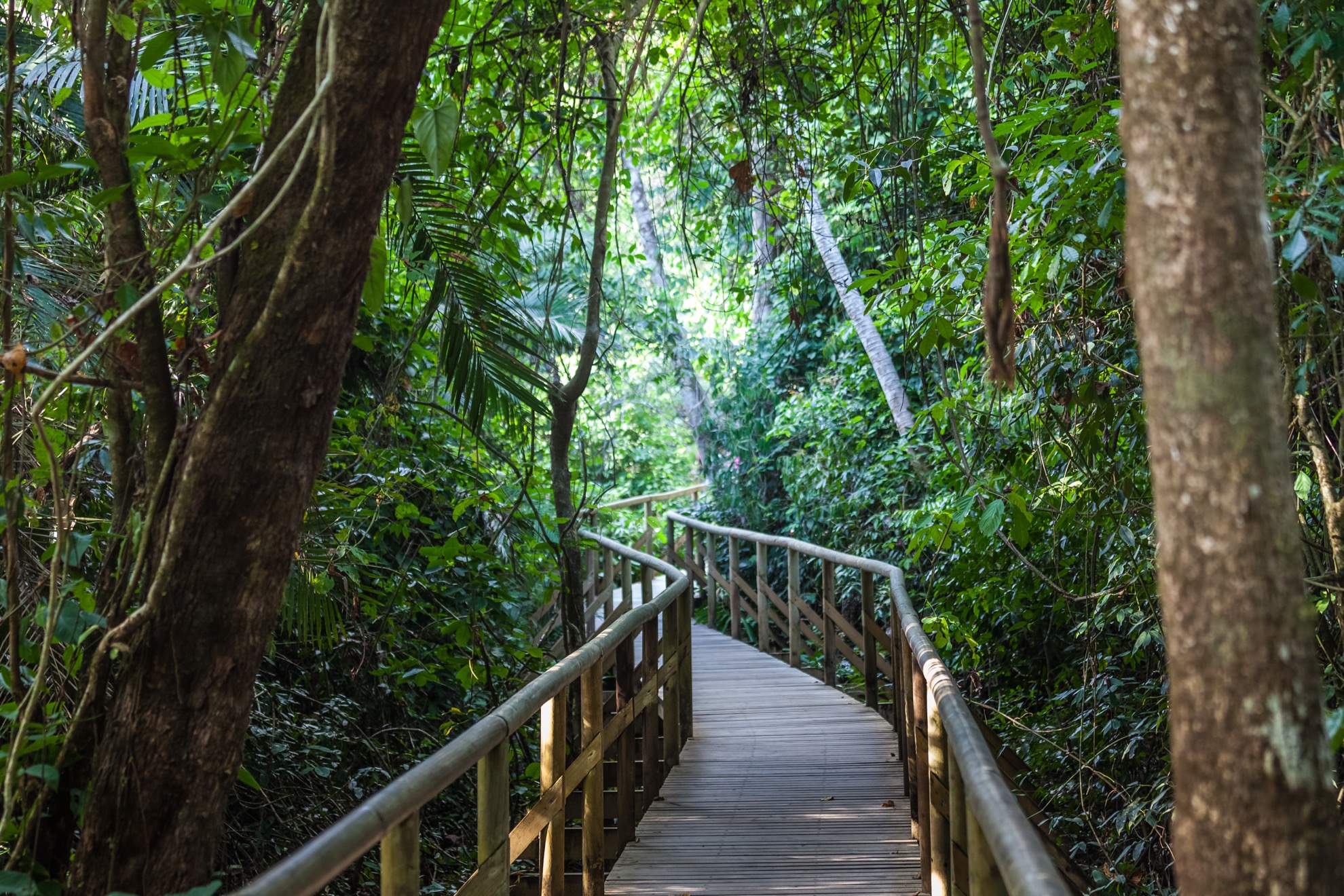8 consejos para explorar el Parque Nacional Manuel Antonio, la joya de la corona de Costa Rica - 17