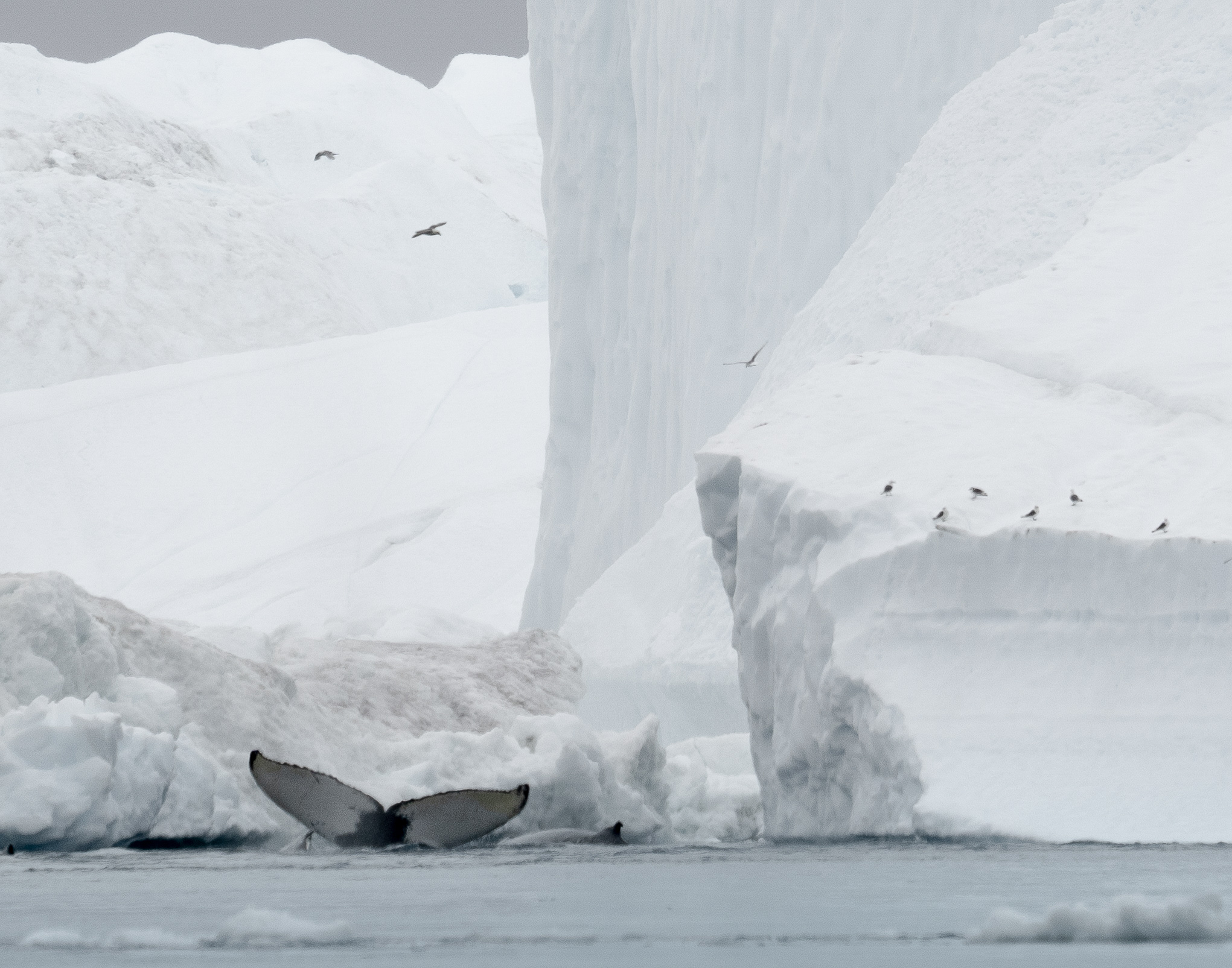 Visitar el círculo ártico de manera responsable: 7 cosas que saber - 15