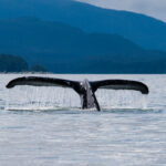 Mirando ballenas en un crucero por Alaska: qué saber