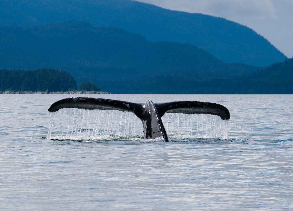 Mirando ballenas en un crucero por Alaska: qué saber - 527