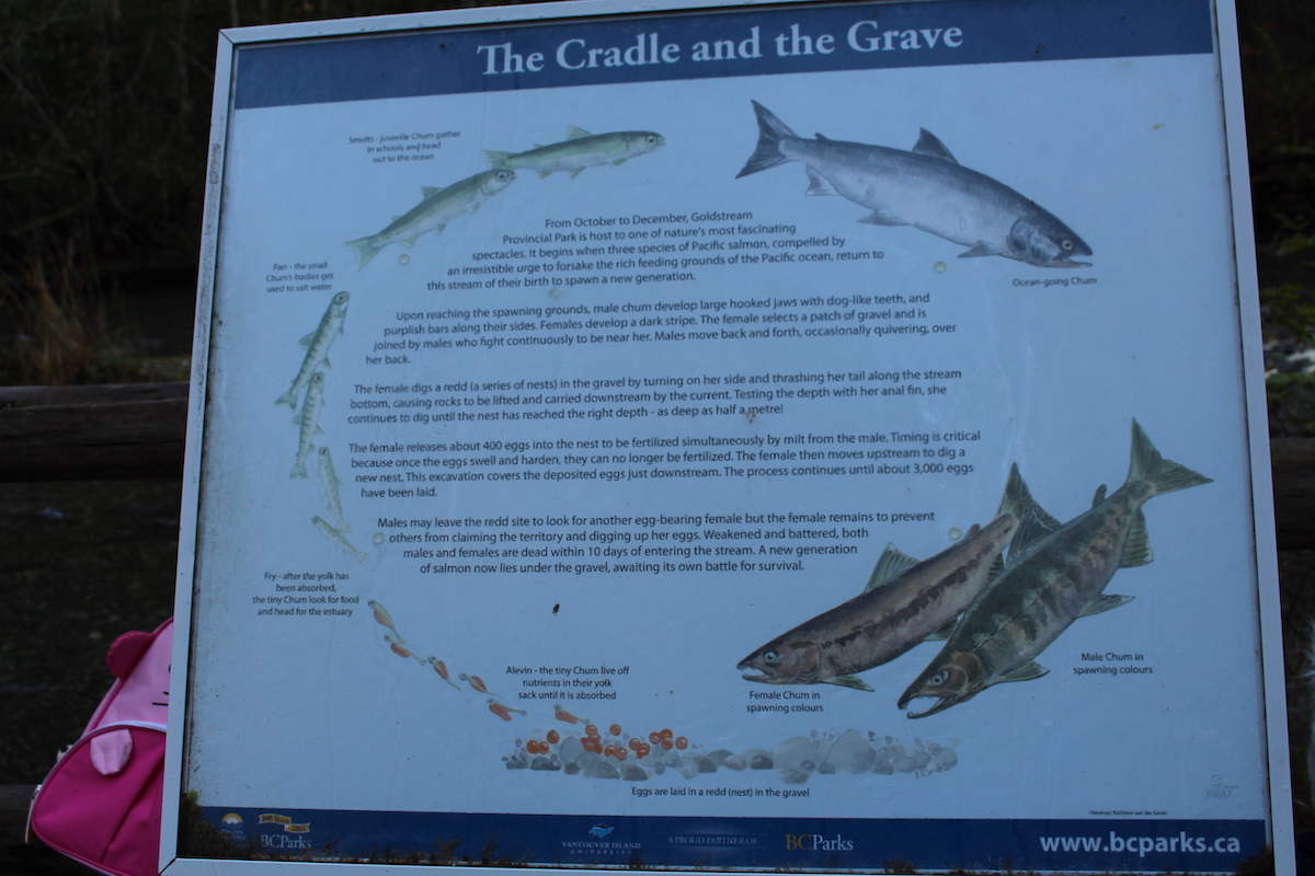 Consejos para experimentar la carrera de salmón en la isla de Vancouver - 9