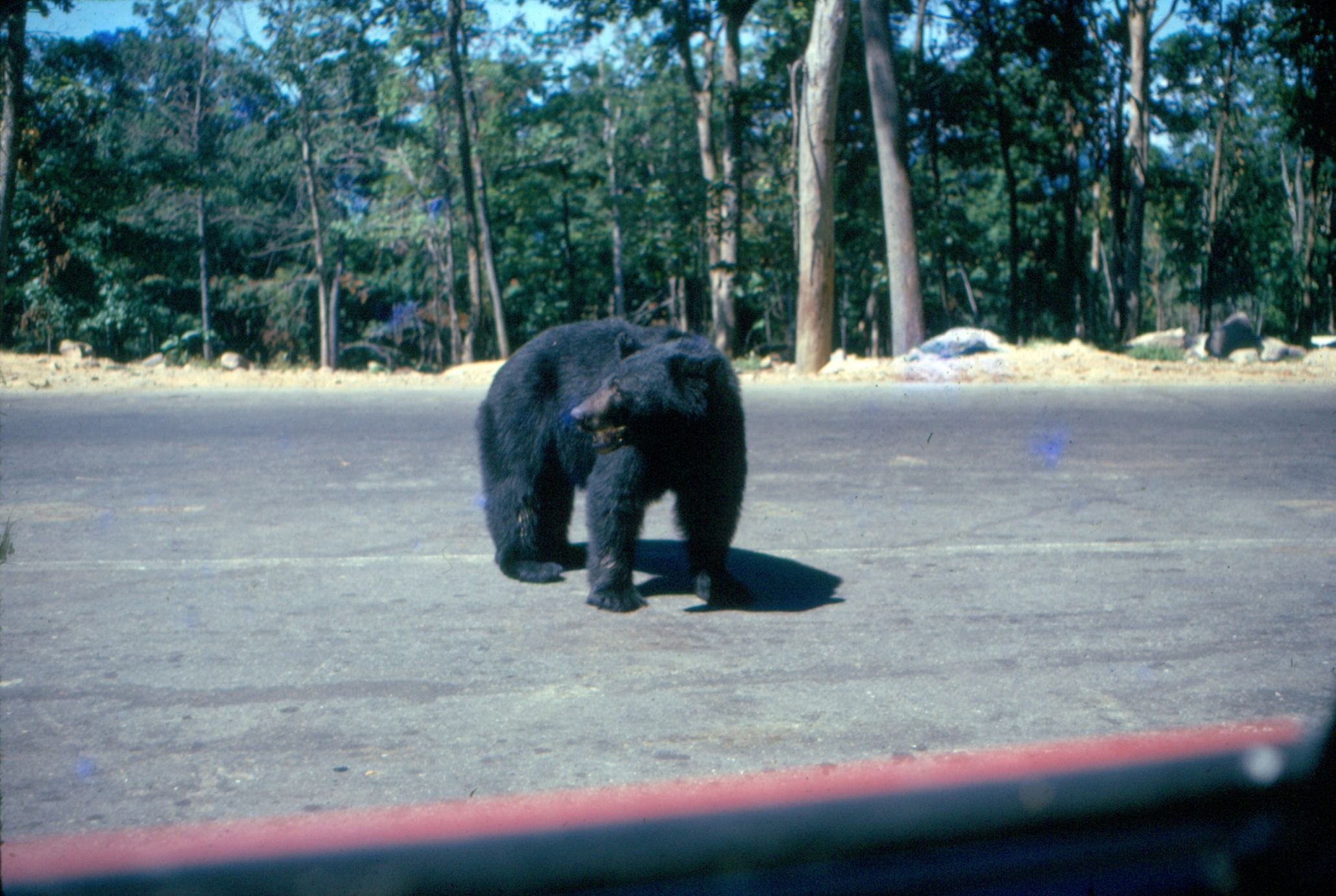 El parque de animales abandonado de Warner Brothers: la historia del hábitat de la jungla - 7