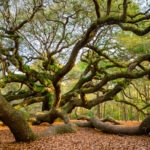 Cosas que saber antes de visitar el hermoso Oak Tree