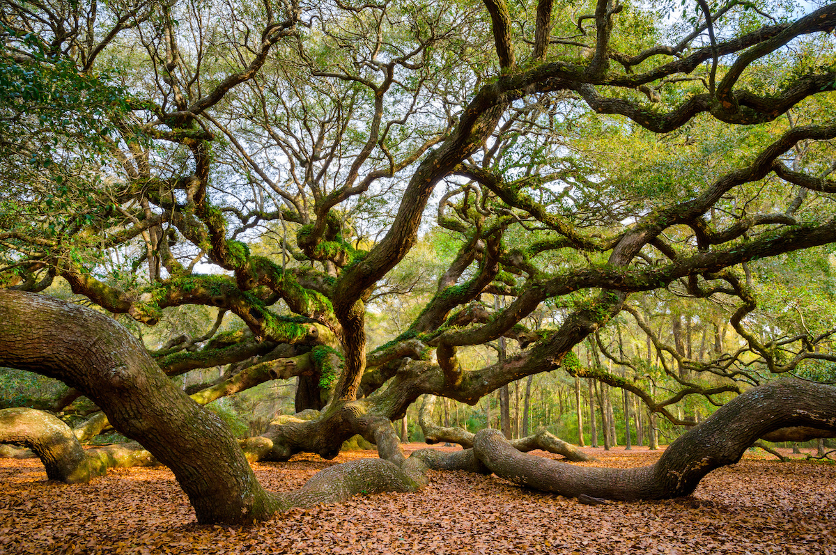 Cosas que saber antes de visitar el hermoso Oak Tree - 21
