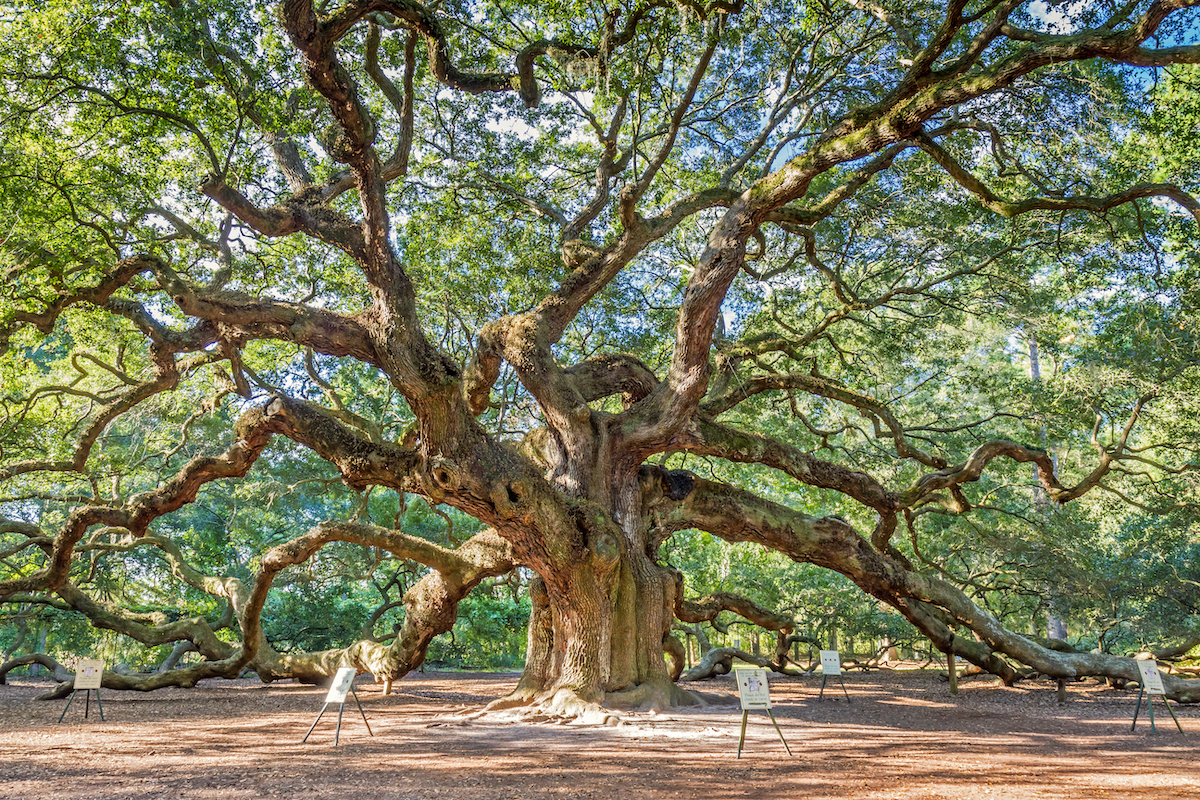 Cosas que saber antes de visitar el hermoso Oak Tree - 9