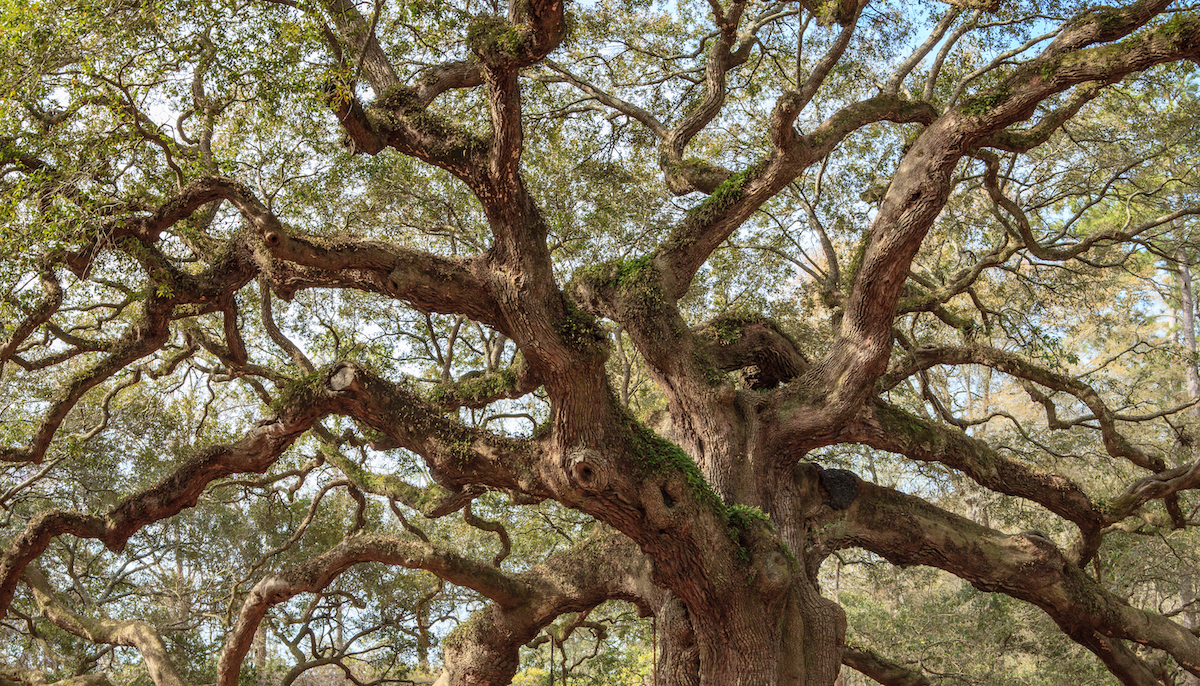 Cosas que saber antes de visitar el hermoso Oak Tree - 11