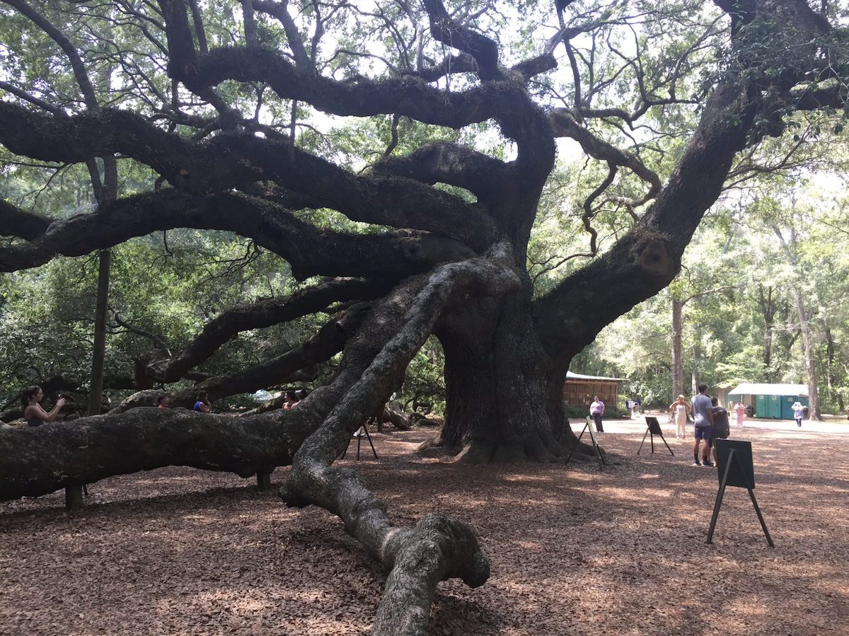 Cosas que saber antes de visitar el hermoso Oak Tree - 7