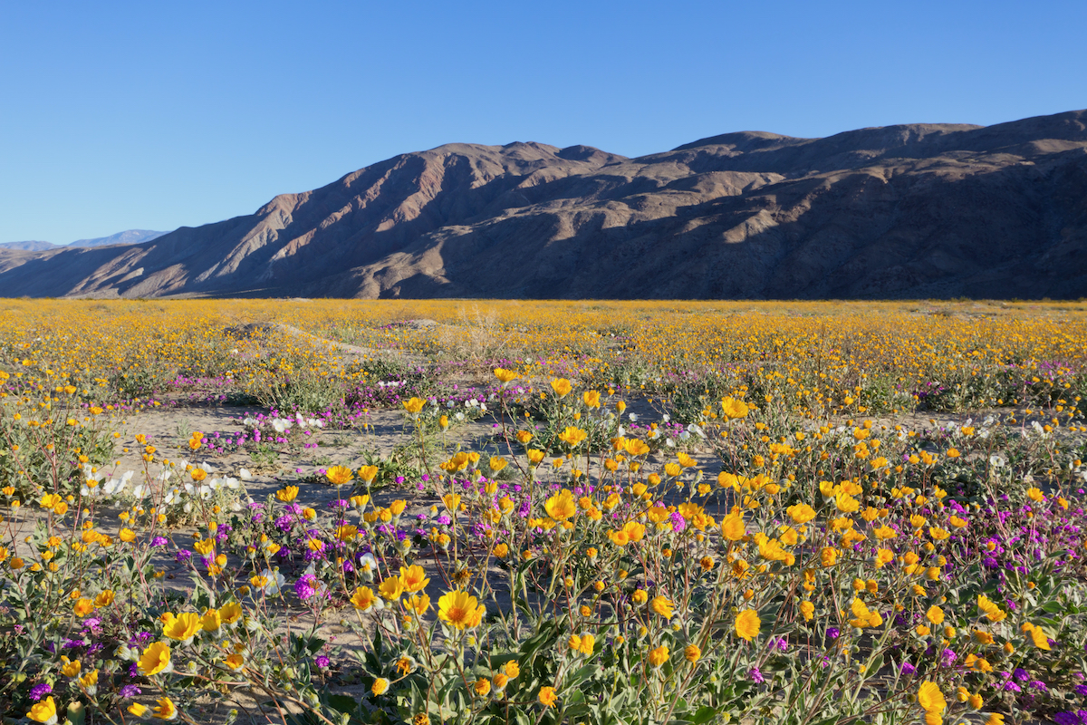 Los mejores lugares para ver flores de primavera en el sur de California - 7
