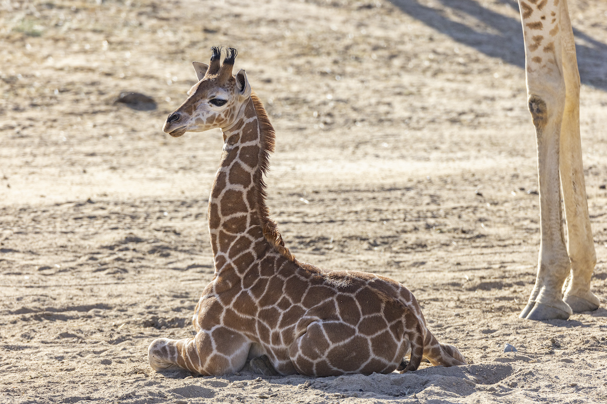 El personal de San Diego Zoo Safari Park ayuda a caminar con jirafa para bebés con ortesis especial - 3