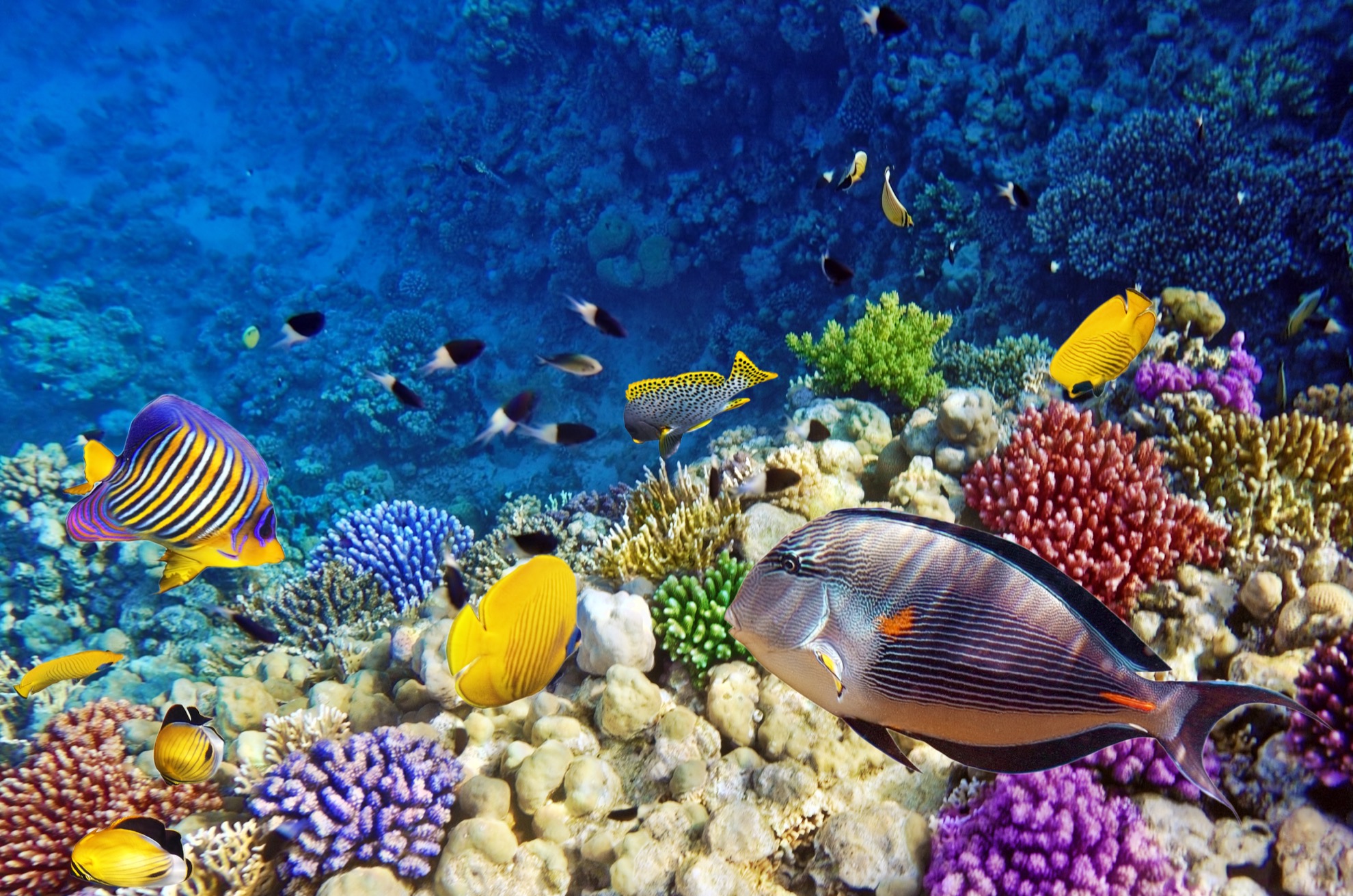 Snorkeling en el Mar Rojo de Egipto: qué esperar de esta increíble experiencia - 17