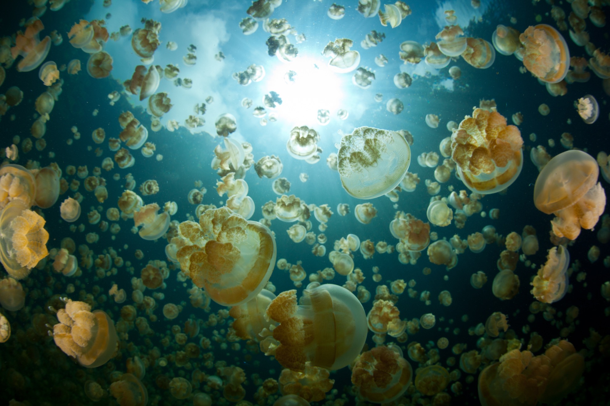 Cómo nadar con miles de medusas doradas en Palau, Micronesia - 9