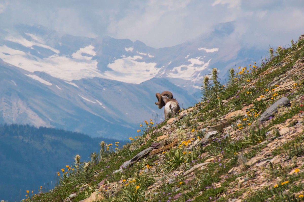 7 cosas que debe saber antes de caminar Highline Trail en el Parque Nacional Glacier - 13