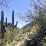 5 caminatas perfectas de flores silvestres en Arizona