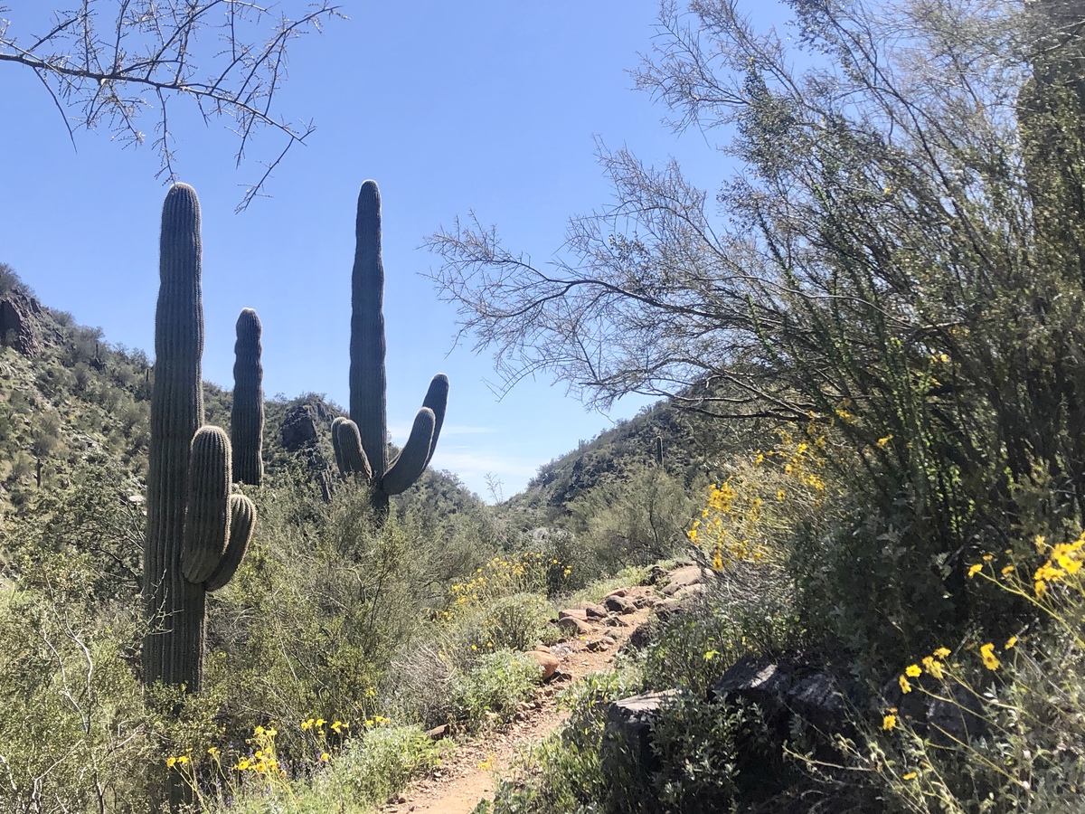 5 caminatas perfectas de flores silvestres en Arizona - 3