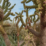 11 consejos para visitar el jardín botánico del desierto