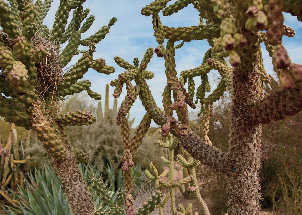 11 consejos para visitar el jardín botánico del desierto - 39