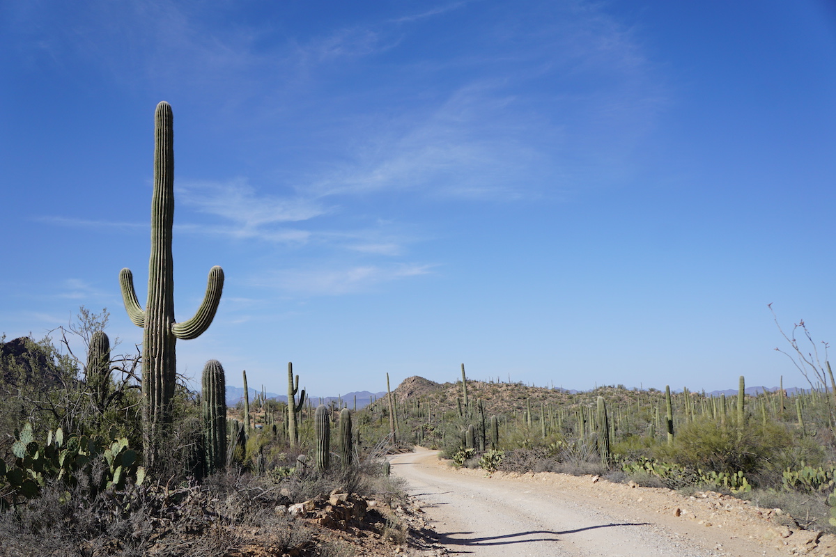 Viaje por carretera de los Parques Nacionales de Arizona: las mejores paradas desde el Gran Cañón hasta Saguaro - 9