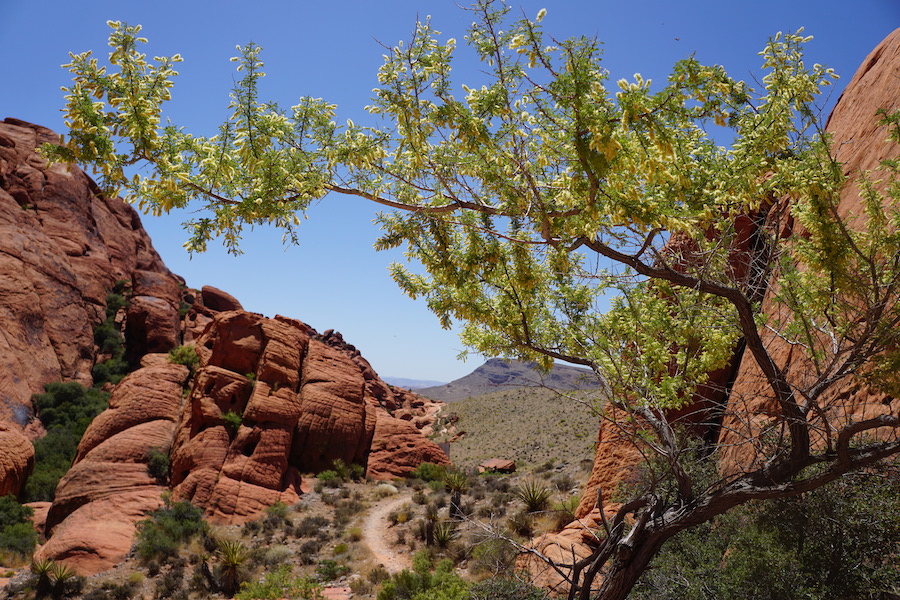 9 mejores cosas que hacer en Red Rock Canyon - 7