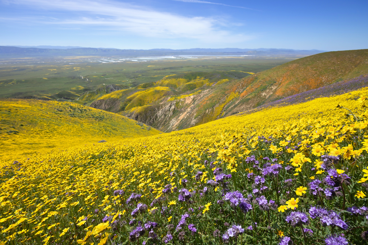 Los mejores lugares para ver flores de primavera en el sur de California - 17