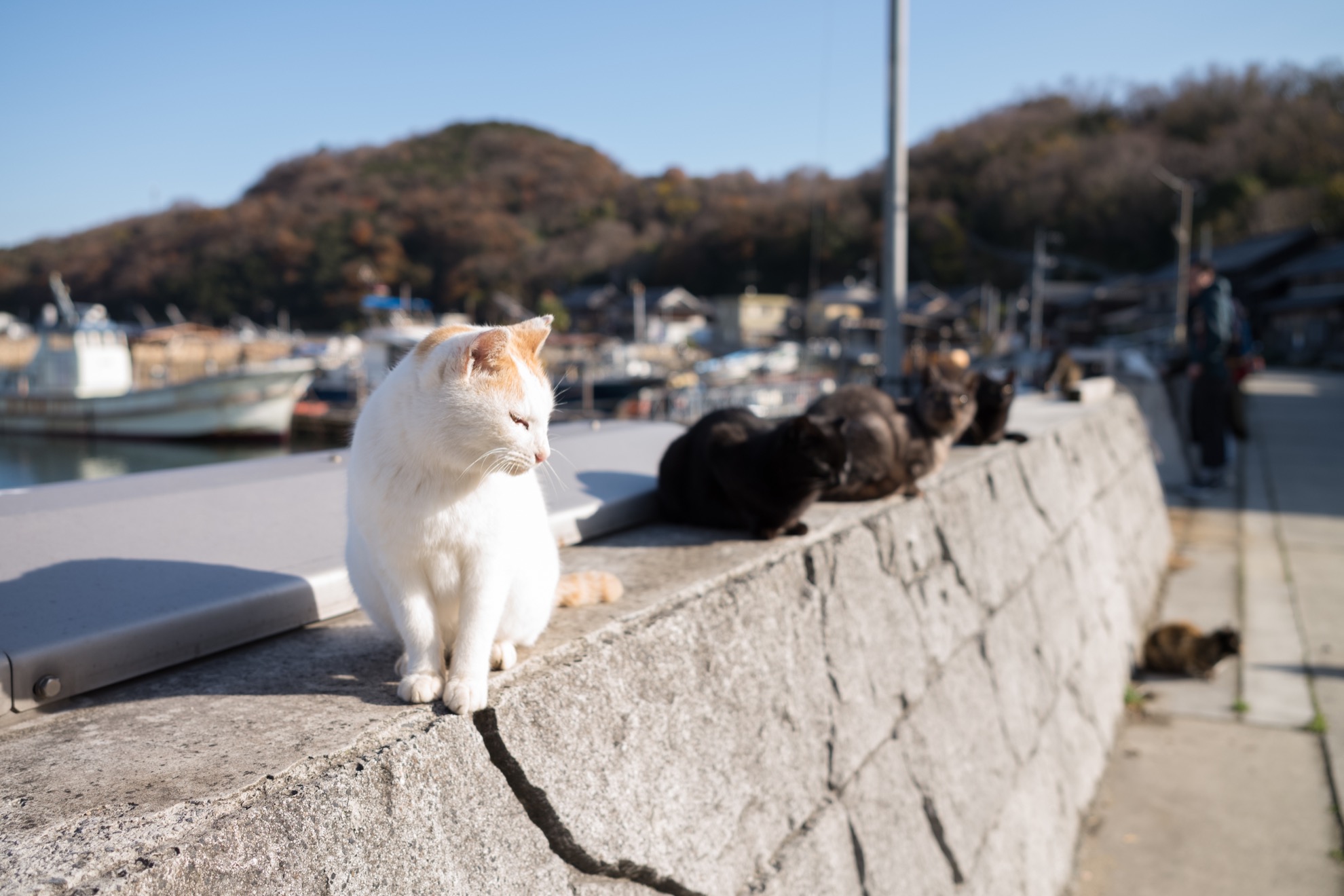 Conoce a Cat Island de Japón: un paraíso para el ronroneo para los amantes de los gatos - 11