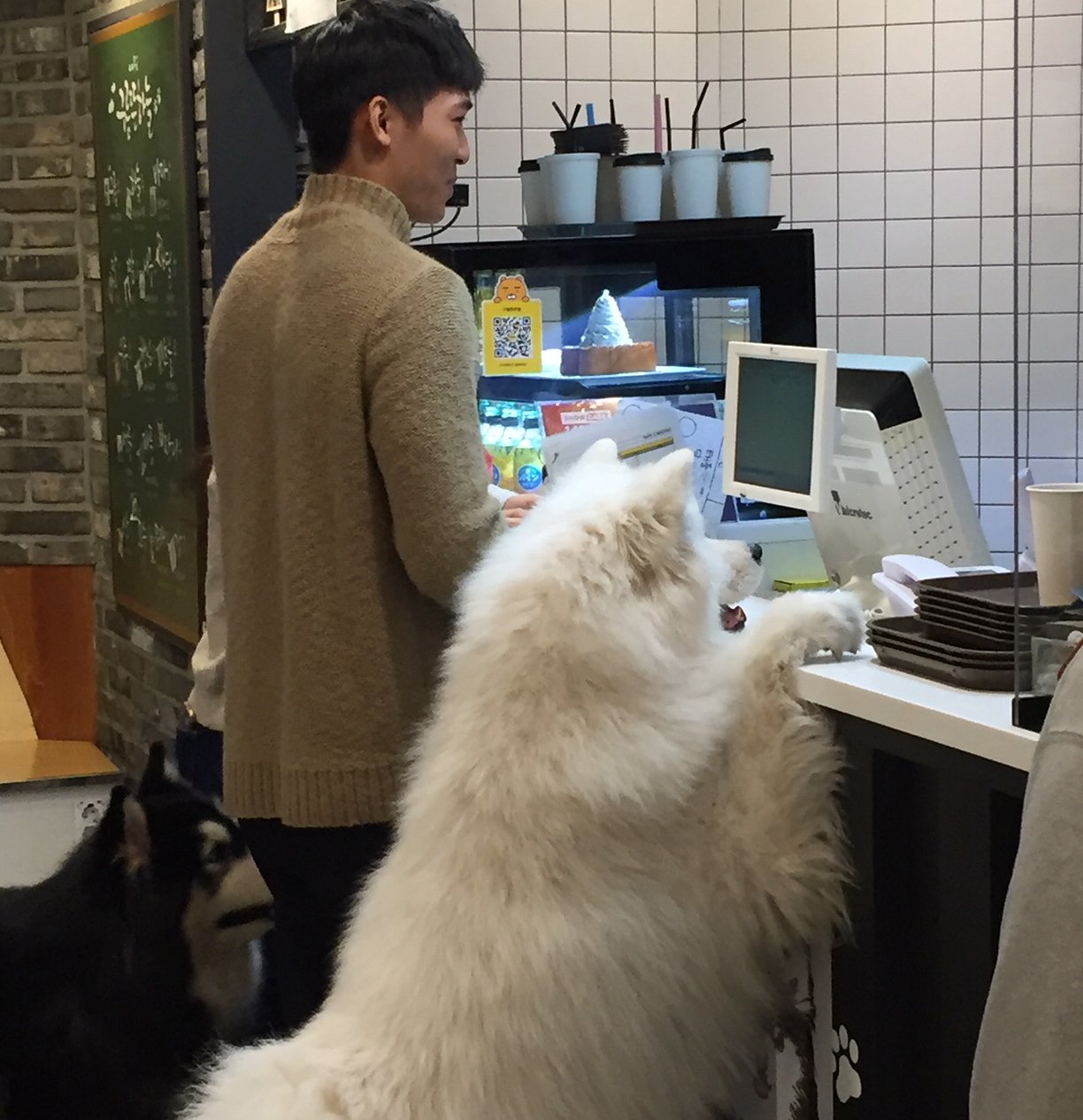 Ovejas, mapaches y suricatas: cafés de animales únicos en Seúl - 11