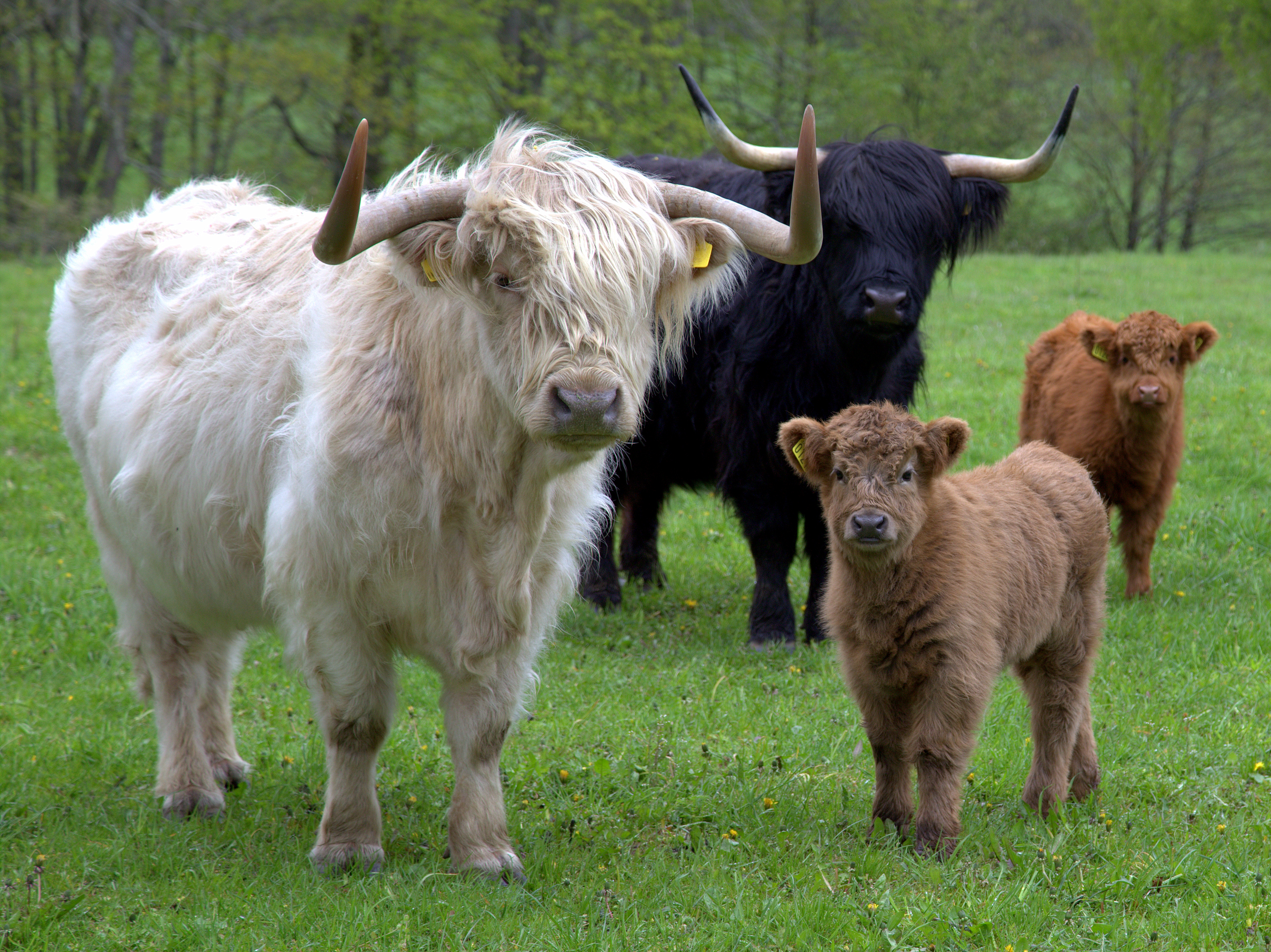 Conoce al ganado Highland, las majestuosas vacas y toros de Escocia - 11