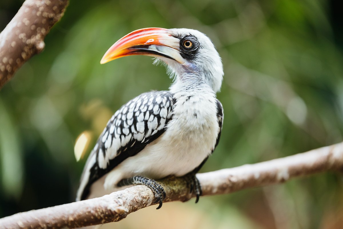 12 aves impresionantes para detectar mientras están en safari - 23