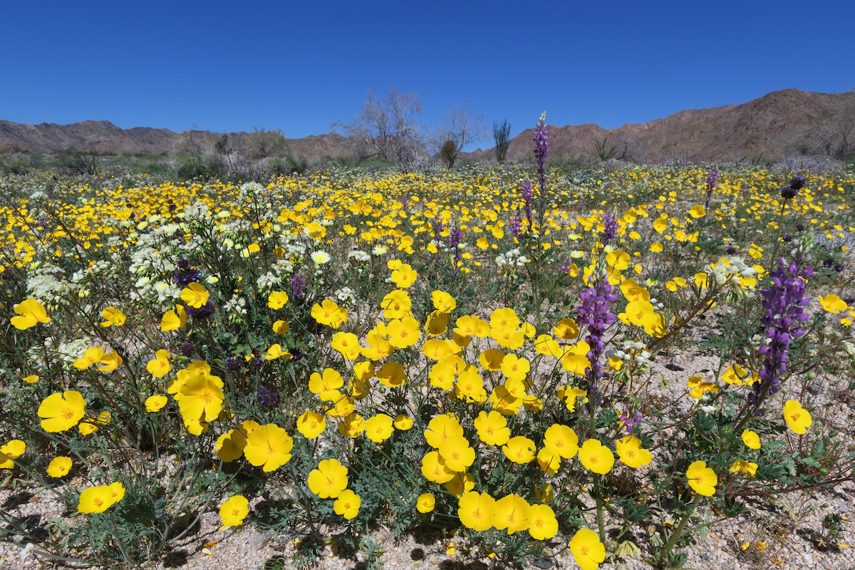 Los mejores lugares para ver flores de primavera en el sur de California - 9