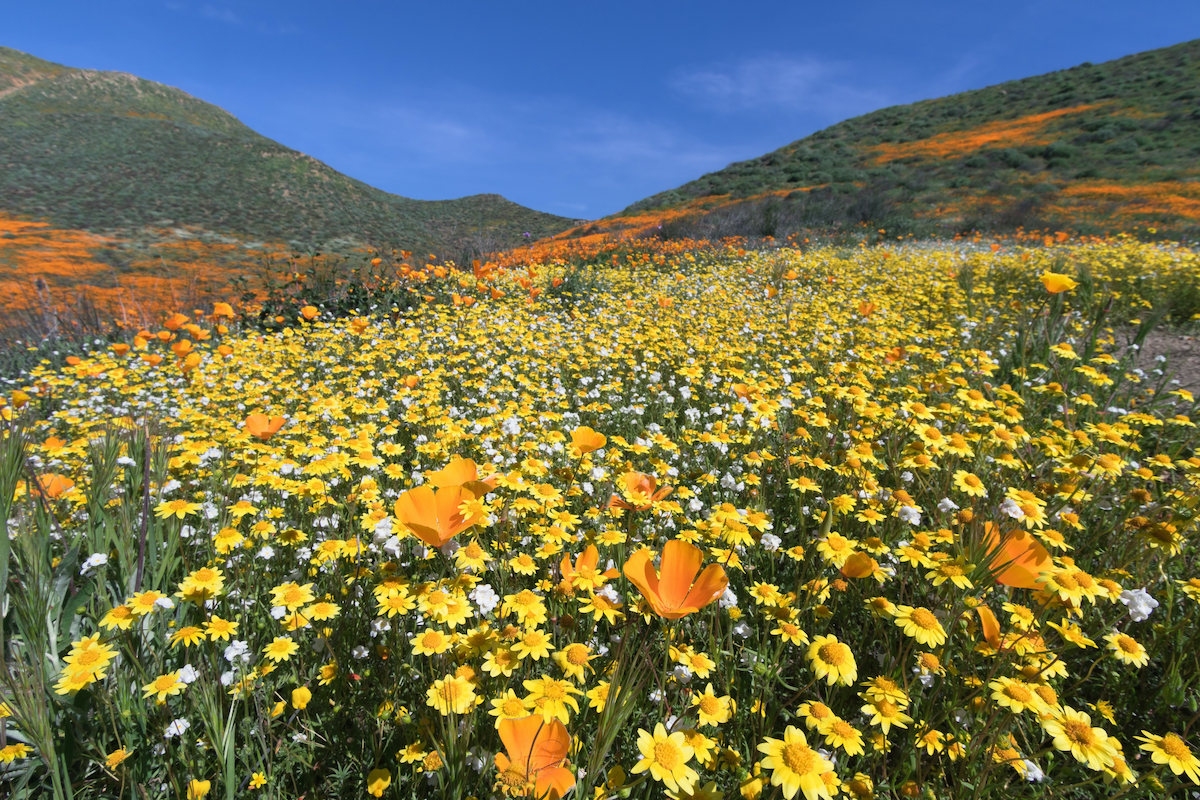 Los mejores lugares para ver flores de primavera en el sur de California - 15