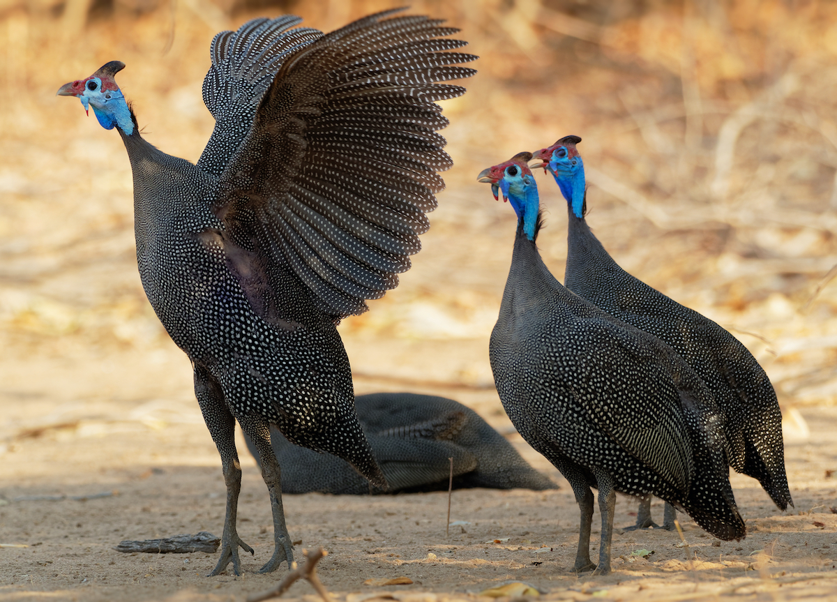 12 aves impresionantes para detectar mientras están en safari - 9
